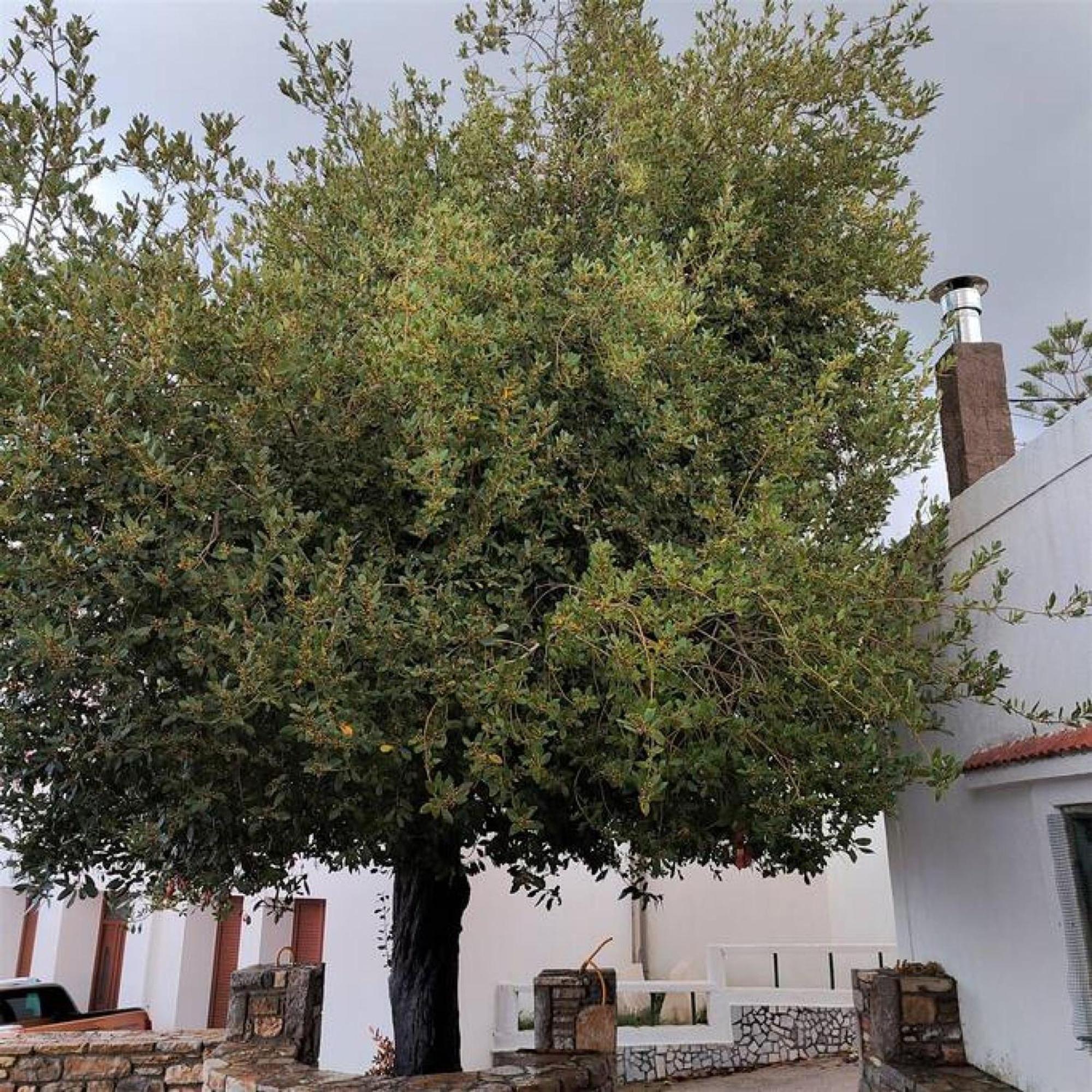 Laurel Lk Houses In Kritinia Rhodes Luaran gambar